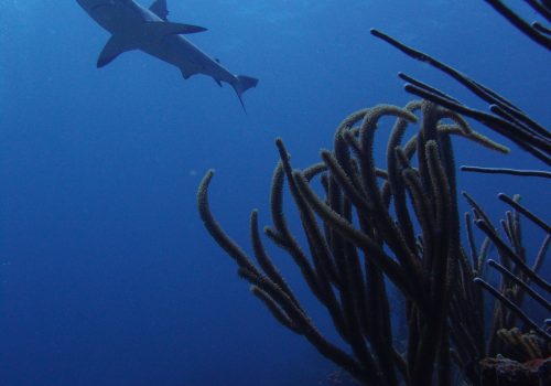 TYPH reef with shark TYPH reef with shark