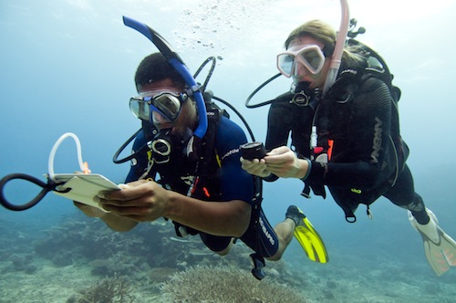 padi dm padi dm